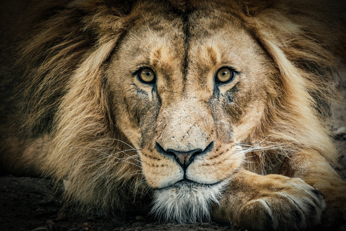 Lion - Artwork