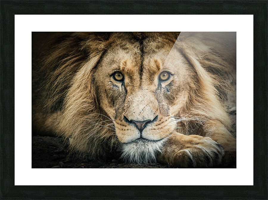 Framed Print