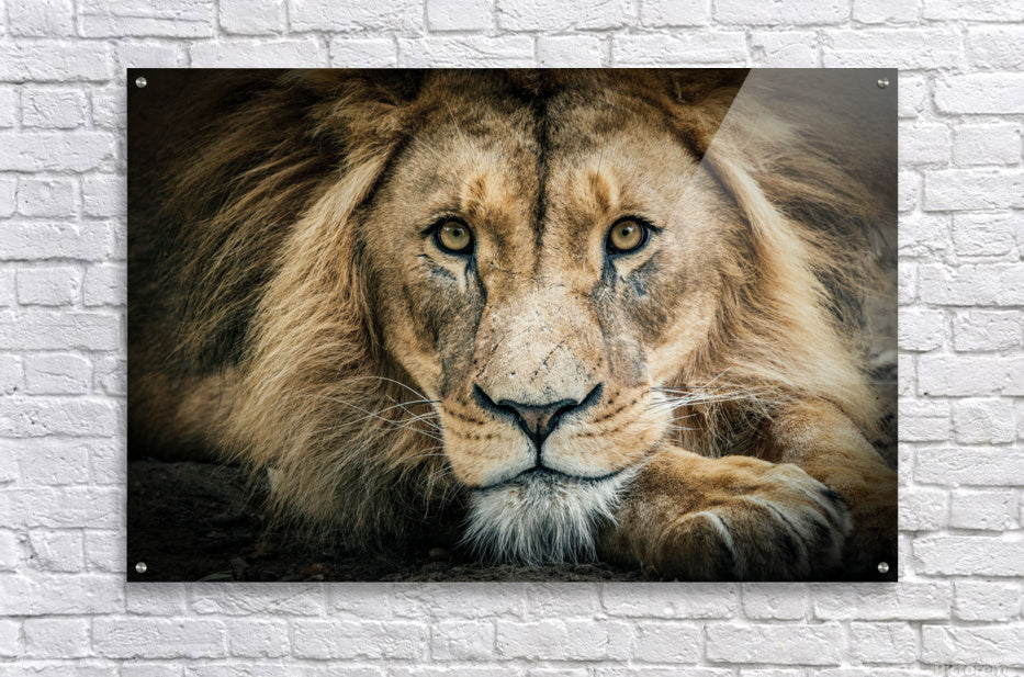 Acrylic Print