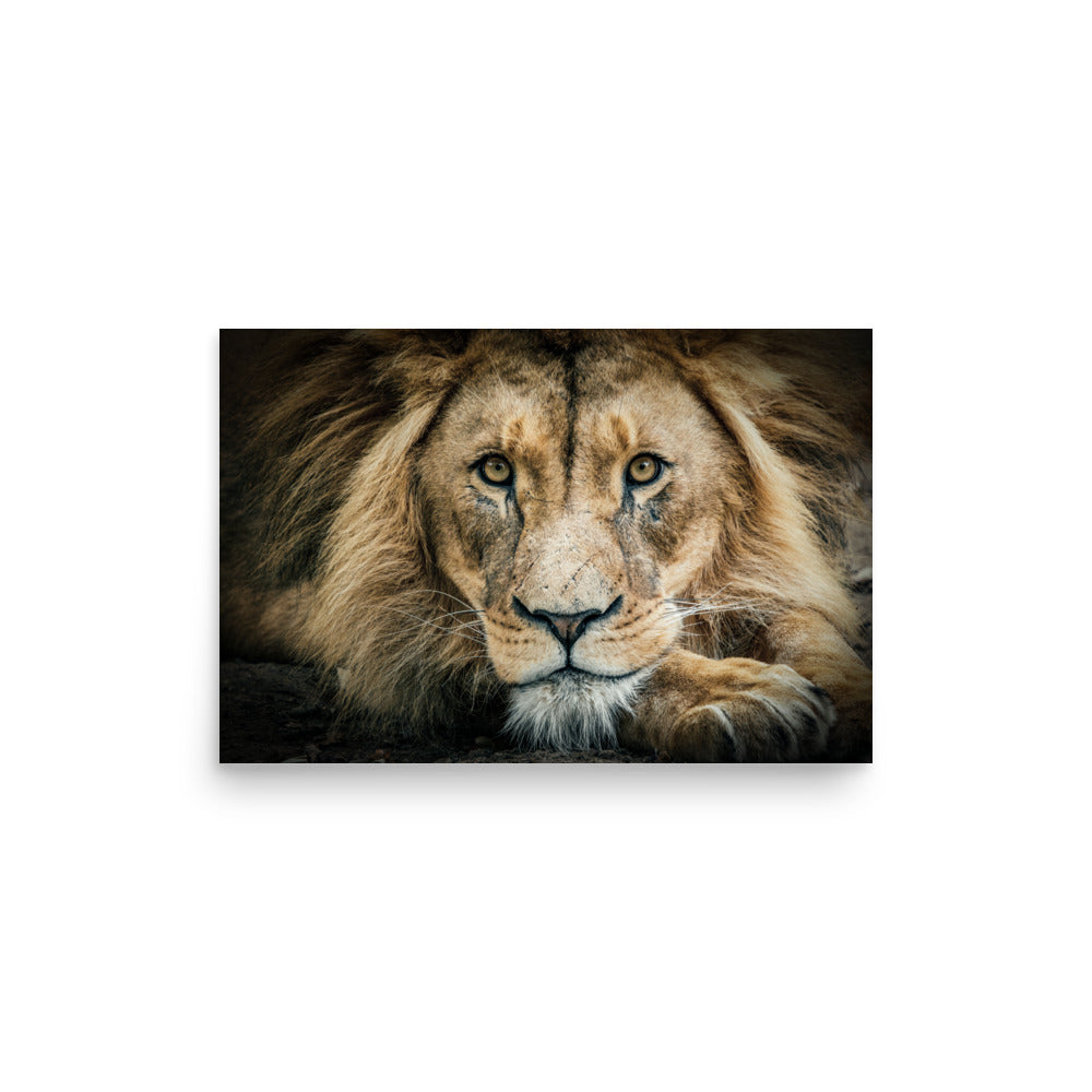 Lion Poster