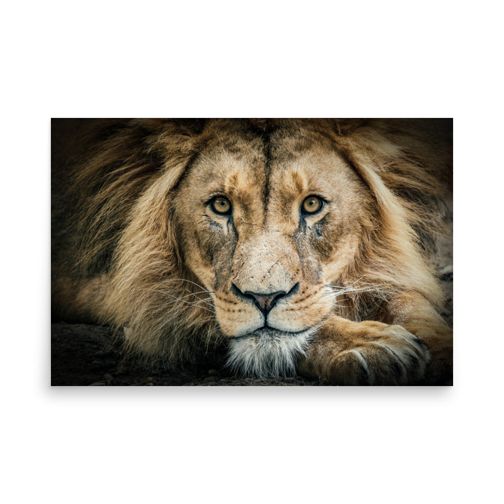 Lion Poster